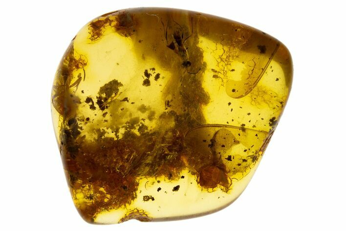 Polished Colombian Copal ( g) - Contains Detailed Wasp! #304183